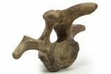 Hadrosaur (Edmontosaurus) Cervical Vertebra - Montana #319283-3